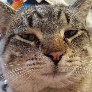 Meet your Posher, Lacy